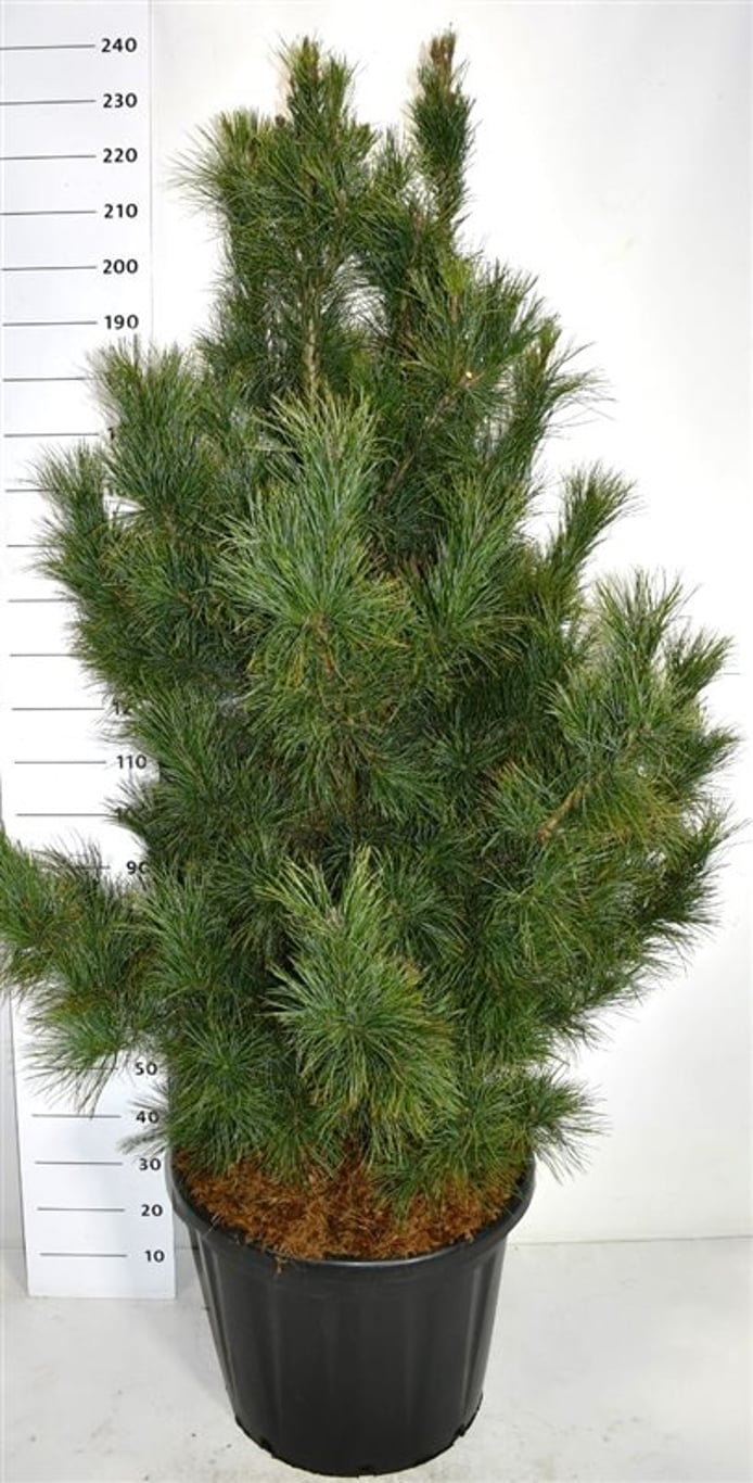 Pinus cembra 'Glauca' - C110 150-175 CM